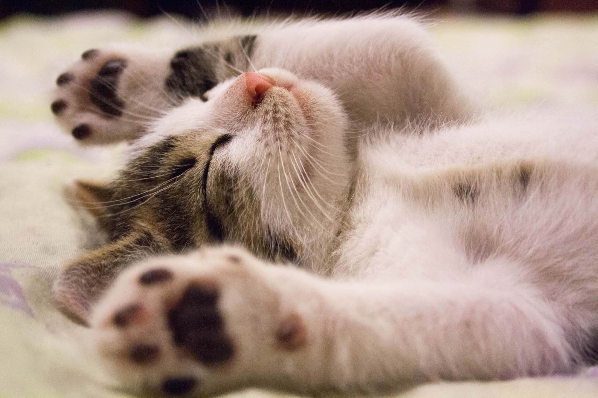 Adorable cat in black and white effects