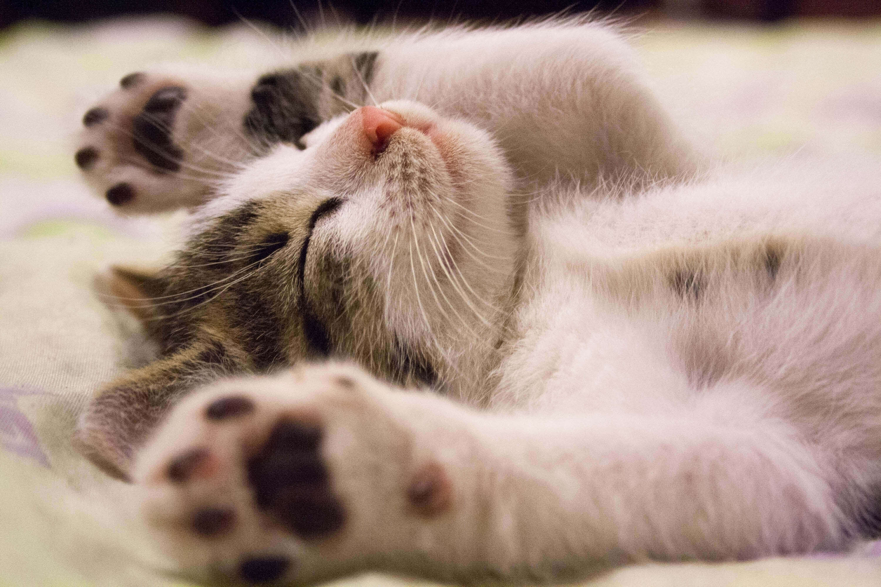 Adorable cat in black and white effects